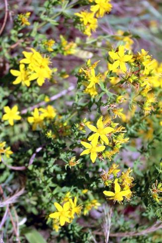 Pan: Piano d’azione italiano per la biodiversità e le sue linee guida 1