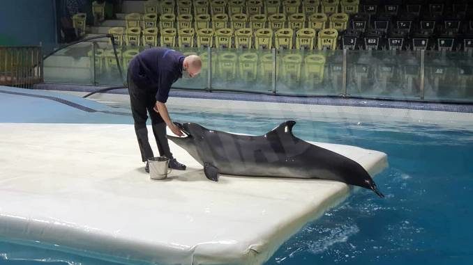 Il centro ricci di Novello ha soccorso la delfina dell'acquario di Teheran