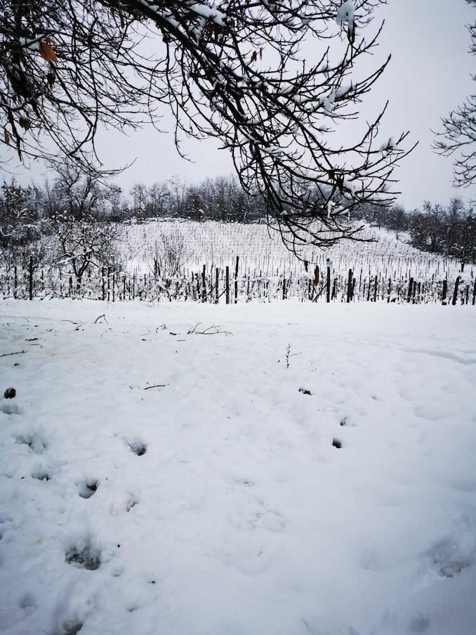 Le fotografie della prima neve del 2021 80