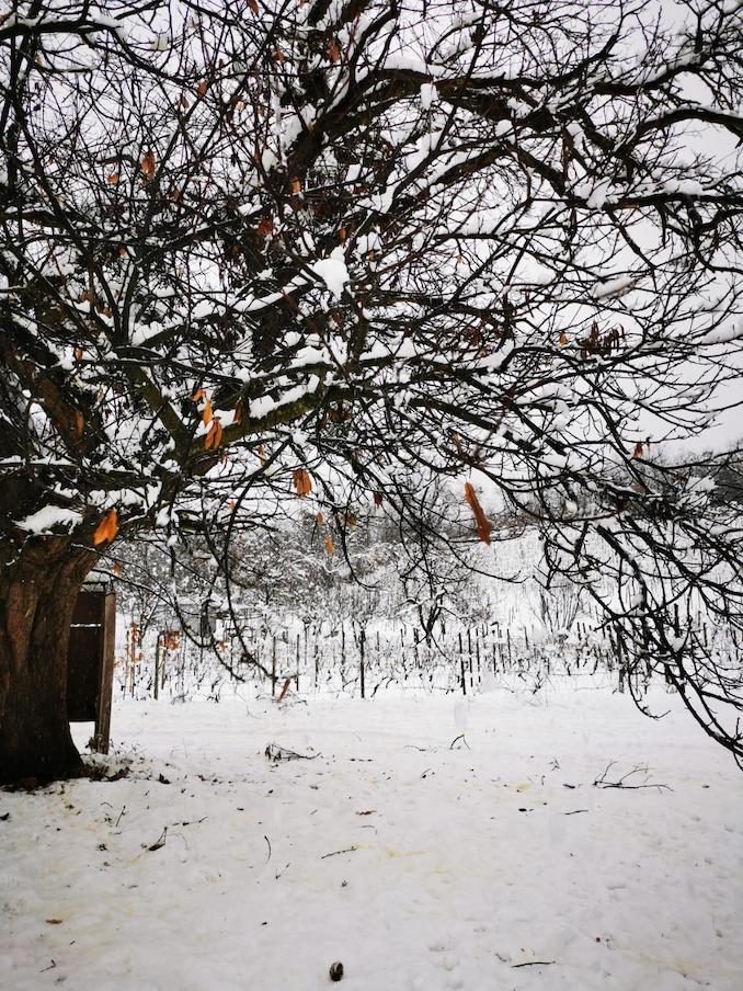 Le fotografie della prima neve del 2021 81