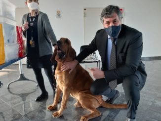 Covid: all'aeroporto di Cuneo sono arrivati primi cani che fiutano virus