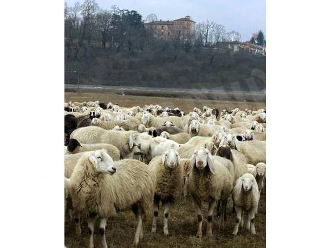 Ottocento pecore al pascolo nei pressi del castello di Pralormo 1