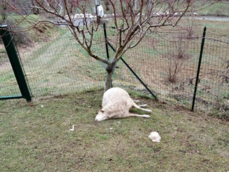 Lupi attaccano un piccolo allevamento di ovini a Cravanzana, 4 pecore uccise