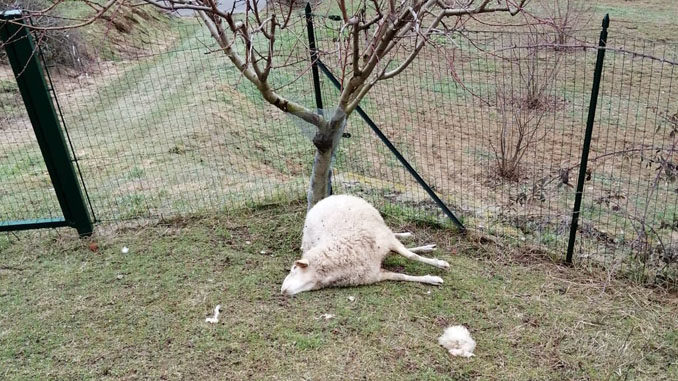 Lupi attaccano un piccolo allevamento di ovini a Cravanzana, 4 pecore uccise