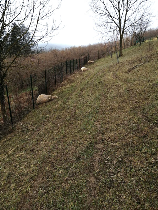 Lupi attaccano un piccolo allevamento di ovini a Cravanzana, 4 pecore uccise 1