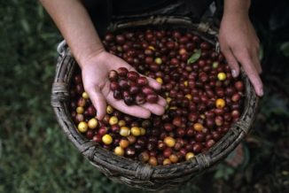 Lavazza prosegue l'attività di formazione sul mondo del caffè per gli studenti dell'Università di Pollenzo