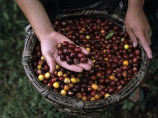 Lavazza prosegue l'attività di formazione sul mondo del caffè per gli studenti dell'Università di Pollenzo