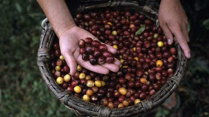 Lavazza prosegue l'attività di formazione sul mondo del caffè per gli studenti dell'Università di Pollenzo