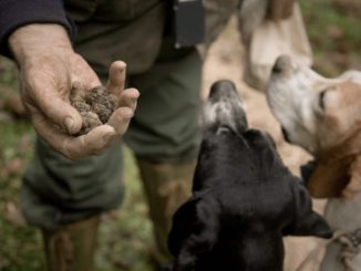 Nuove sessioni di esami per aspiranti cercatori di tartufi, la prima il 23 febbraio