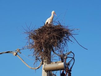 Racconigi: i tecnici di e-distribuzione salvano un nido di cicogne 1