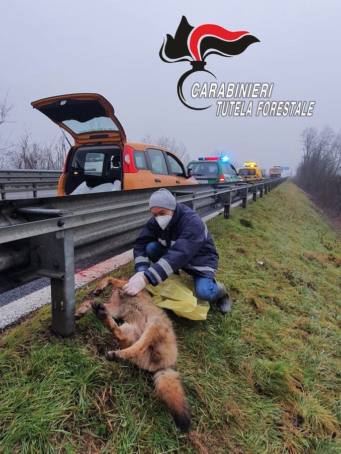 I Carabinieri forestali recuperano la carcassa di un lupo sulla tangenziale 1