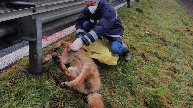 I Carabinieri forestali recuperano la carcassa di un lupo sulla tangenziale