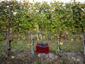 Alba: dopo il progetto pilota albese, l’associazione nazionale Città del vino porta la vendemmia turistica nei territori enologici italiani 1