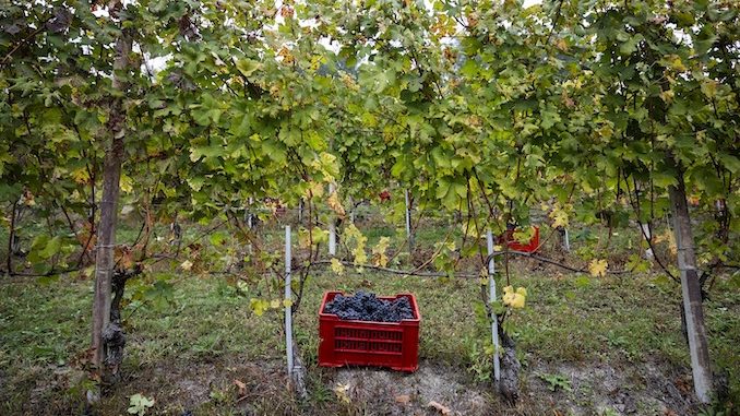 Vendemmia Alba: dopo il progetto pilota albese, l’associazione nazionale Città del vino porta la vendemmia turistica nei territori enologici italiani 1