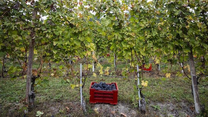 Alba: dopo il progetto pilota albese, l’associazione nazionale Città del vino porta la vendemmia turistica nei territori enologici italiani 1