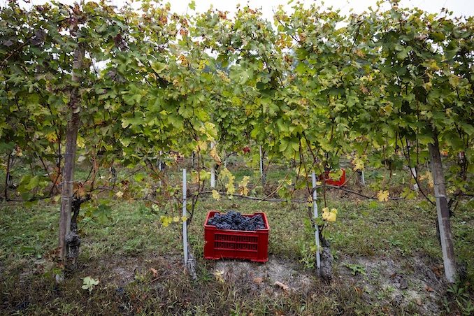 Alba: dopo il progetto pilota albese, l’associazione nazionale Città del vino porta la vendemmia turistica nei territori enologici italiani 1