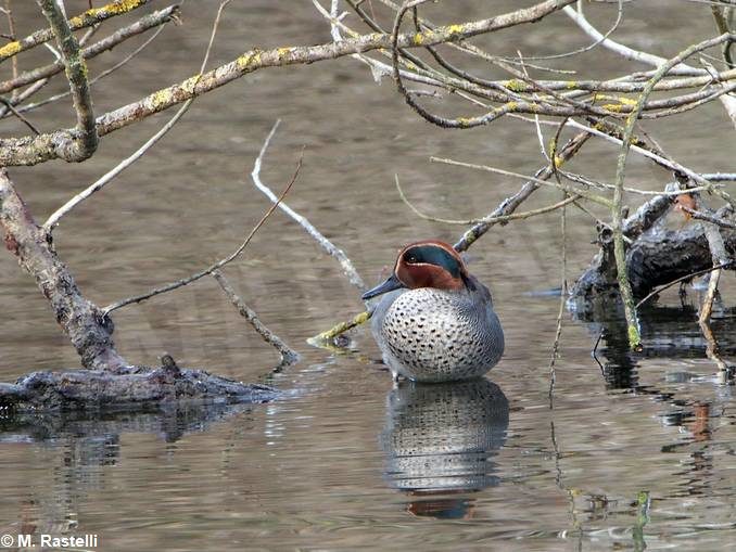 Concluso il censimento degli uccelli acquatici nel Parco del Monviso 1