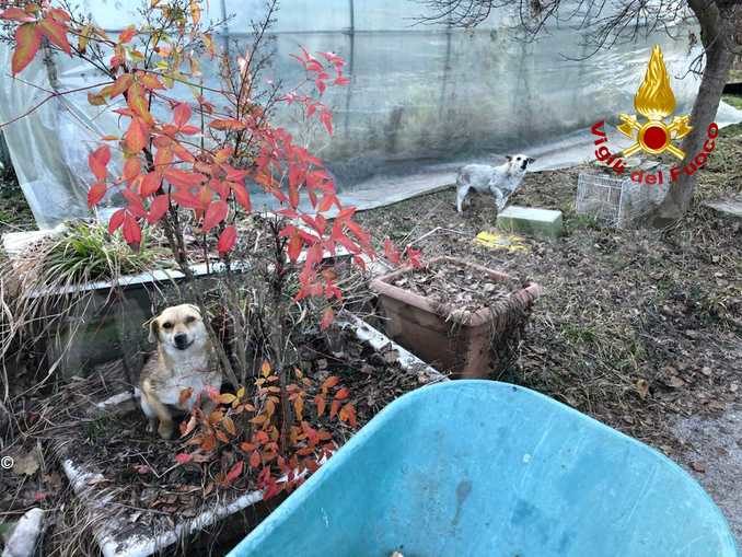 Un incendio distrugge cascina a Chiusa Pesio: salvati i residenti e i cani 1