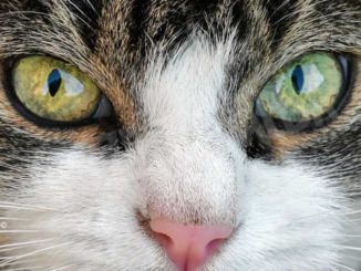 L’Istituto zooprofilattico del Piemonte identifica la variante inglese su un gatto