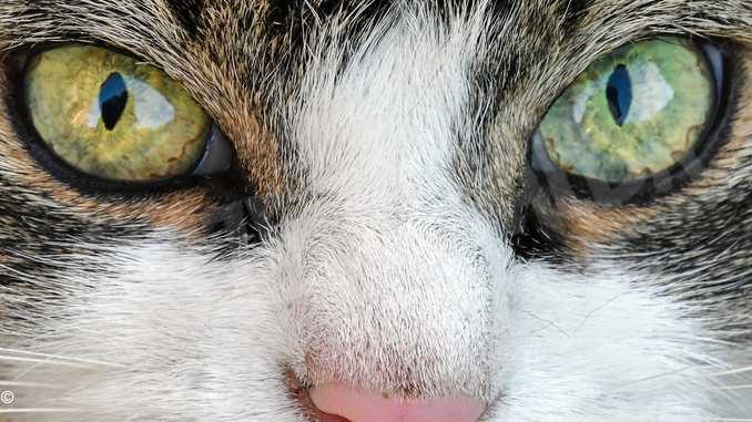 L’Istituto zooprofilattico del Piemonte identifica la variante inglese su un gatto