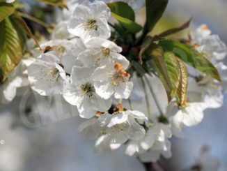 Allarme da Coldiretti: il gelo danneggia i fiori nei fruteti