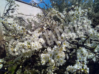 Fioritura del pruneto della Madonna dei fiori a Bra