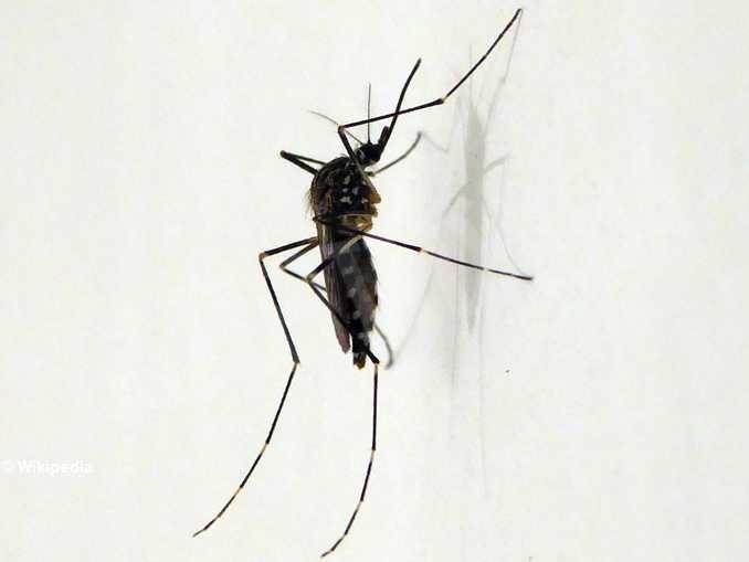 La zanzara coreana si diffonde: larve trovate nell’Astigiano
