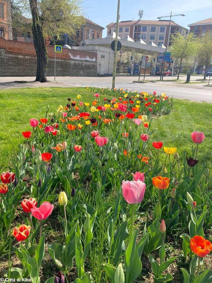 Aiuole albesi in fiore grazie agli oltre 3mila bulbi donati da Messer tulipano di Pralormo