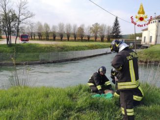 Roddi: salvato dai pompieri un capriolo caduto nel canale
