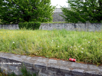 Erba alta nei giardini davanti all'ex tribunale 1