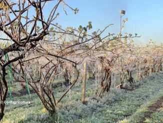 L’ondata di gelo causa gravi danni gravi a frutta, vite e nocciolo 1