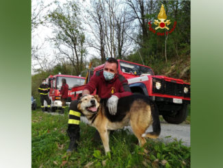 I Vigili del fuoco mettono in salvo cane di grossa taglia bloccato su un albero a 10 metri d'altezza