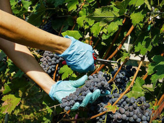 Il futuro da spumante del Nebbiolo