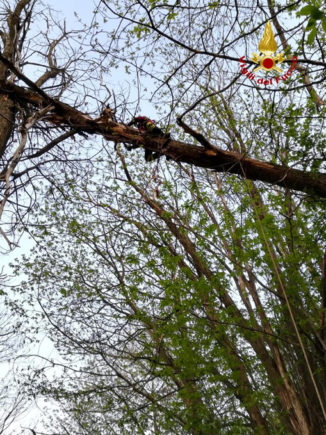 I Vigili del fuoco mettono in salvo cane di grossa taglia bloccato su un albero a 10 metri d'altezza 2