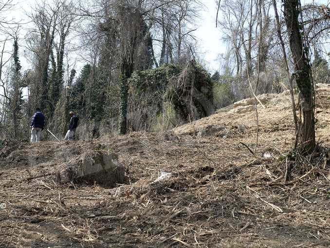 Il bosco e le idee per recuperare delle aree incolte 2