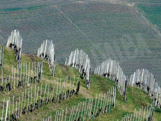 Paesaggi vitivinicoli Unesco: il Comune di Montà entra nell'associazione
