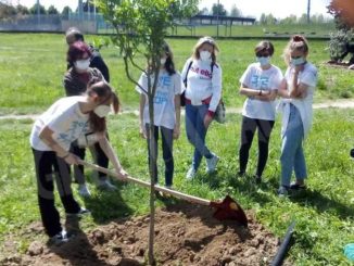 Gli studenti della Macrino piantano 20 alberi da frutto nel parco di San Cassiano 1