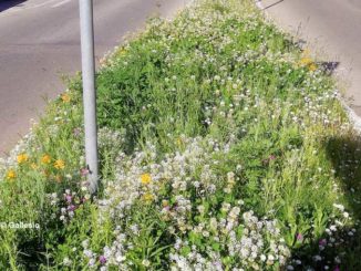 Nuova gara per il verde di giardini e aiuole albesi