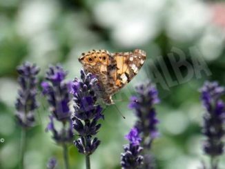 Questa sera Spiriti liberi parla (in streaming) dell’importanza della biodiversità