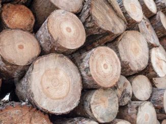 Nasce il Cluster legno Cuneo: presentazione domani  al palaAlba