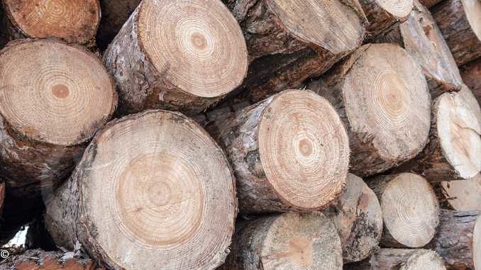 Nasce il Cluster legno Cuneo: presentazione domani  al palaAlba