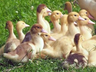 Domani mattina torna il tradizionale appuntamento con il mercato dei piccoli animali di Cuneo