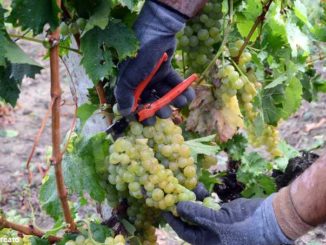 Il Comitato vini approva il disciplinare del Canelli 1