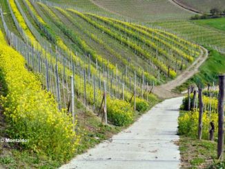 L’uso di diserbanti non aiuta neanche il paesaggio 1