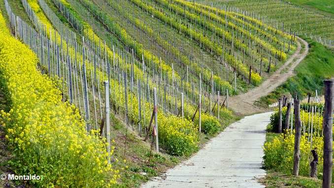 L’uso di diserbanti non aiuta neanche il paesaggio 1