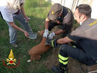 Asti: i Vigili del fuoco salvano un cagnolino incastrato in un canale