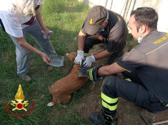 Asti: i Vigili del fuoco salvano un cagnolino incastrato in un canale