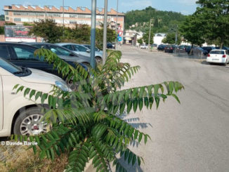 Erba alta nel parcheggio di vi 3