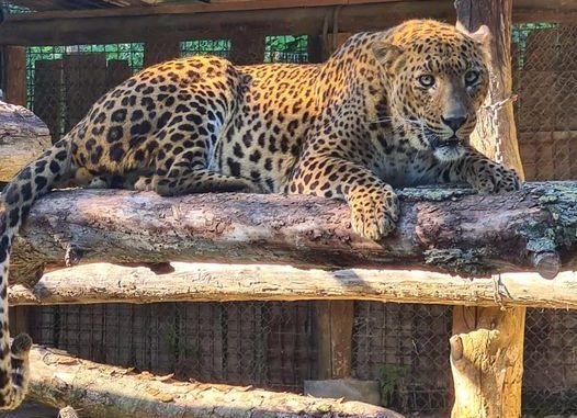 Al parco safari di Murazzano sono arrivati due leopardi e quattro tigri