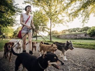 Dog sitter diventa professione, il Consiglio regionale del Piemonte approva la legge